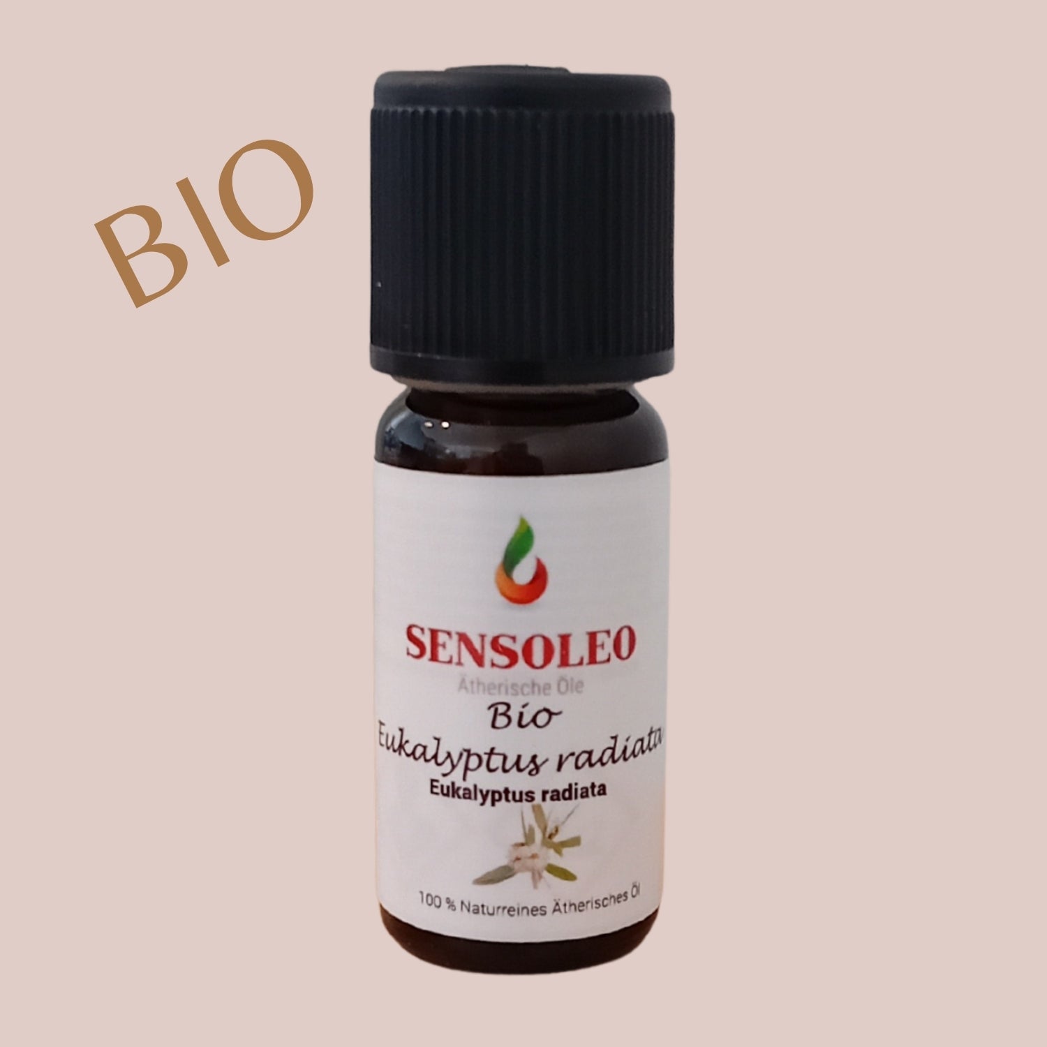 Eukalyptus radiata Öl Bio 10ml