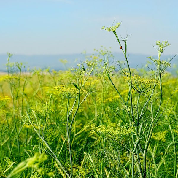 Fenchel süss Öl Bio 5ml_1