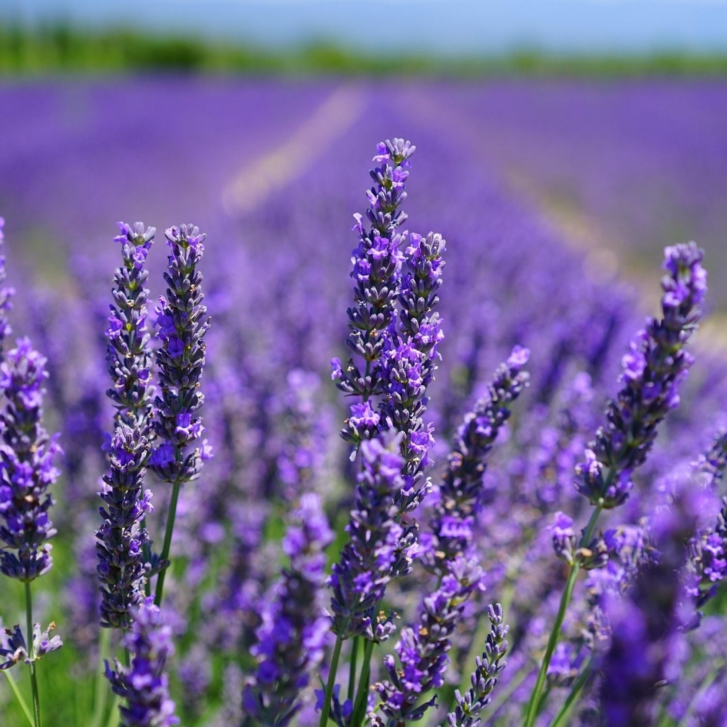 Lavendel fein Öl Bio 10ml_3