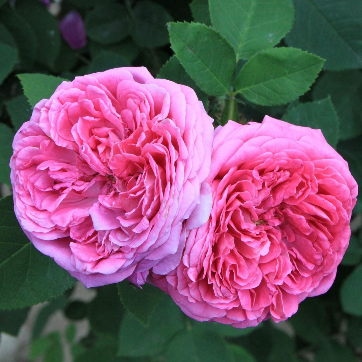 Rose damascena Öl Bio 1ml_1